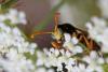 Polistes sp.